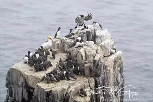 14 June 2025 - Inner Farne Isles, Northumberland-Guillimot
