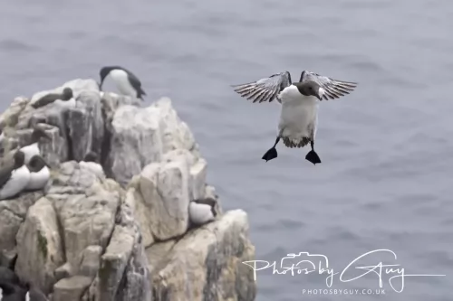 14 June 2025 - Inner Farne Isles, Northumberland-Guillimot