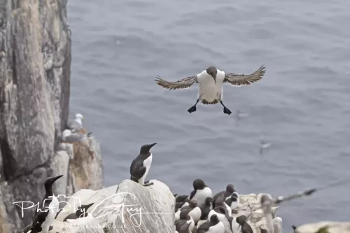 14 June 2025 - Inner Farne Isles, Northumberland-Guillimot
