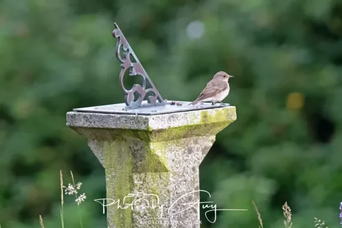 9 August 2025 - Dumfries & Galloway, Spotted Flycatcher