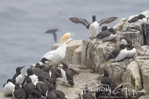 14 June 2025 - Inner Farne Isles, Northumberland-Puffins, Guillomt and Gannet