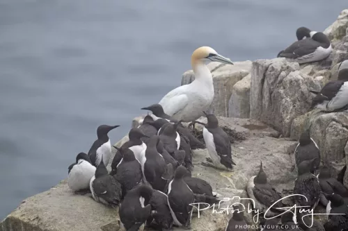 14 June 2025 - Inner Farne Isles, Northumberland-Puffins, Guillomt and Gannet