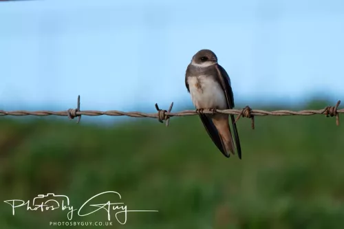 05 May 2025 - Early Morning in West Cumbria near to Seascale - Sand Martins