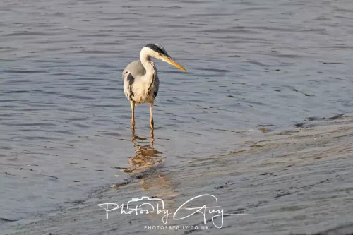 9 August 2025 - Dumfries & Galloway, Grey Heron