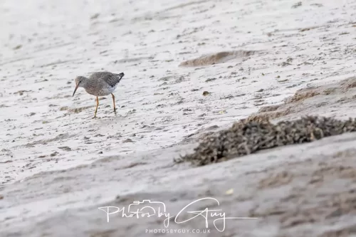 9 August 2025 - Dumfries & Galloway, Redshank