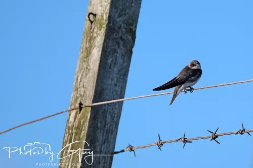 05 May 2025 - Early Morning in West Cumbria near to Seascale - Sand Martins
