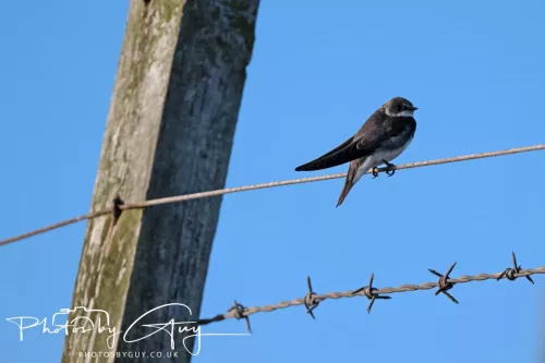 05 May 2025 - Early Morning in West Cumbria near to Seascale - Sand Martins