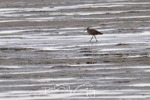 9 August 2025 - Dumfries & Galloway, Redshanl