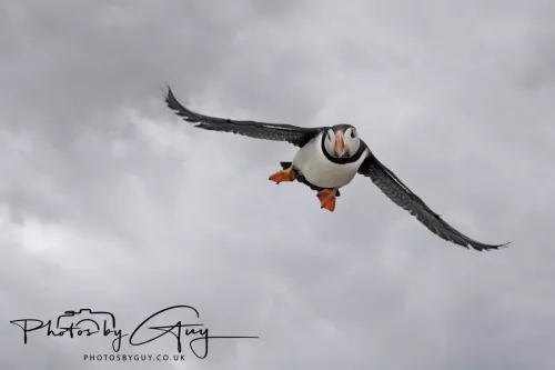 14 June 2025 - Inner Farne Isles, Northumberland-Puffins