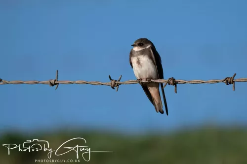 05 May 2025 - Early Morning in West Cumbria near to Seascale - Sand Martin