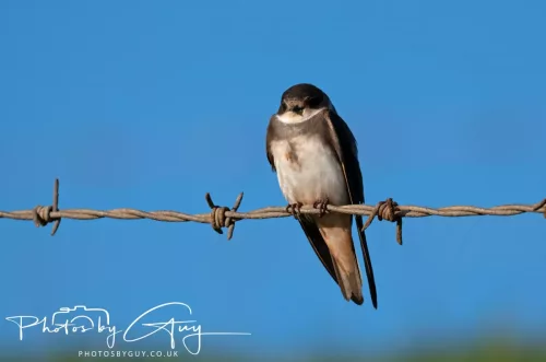 05 May 2025 - Early Morning in West Cumbria near to Seascale - Sand Martin