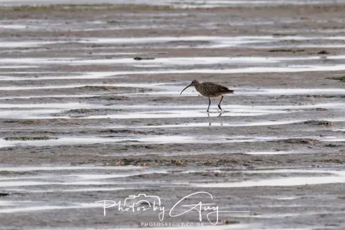 9 August 2025 - Dumfries & Galloway, Curlew