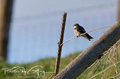 05 May 2025 - Early Morning in West Cumbria near to Seascale - Sand Martin