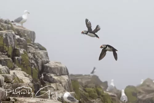 14 June 2025 - Inner Farne Isles, Northumberland-Puffins