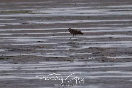 9 August 2025 - Dumfries & Galloway, Curlew