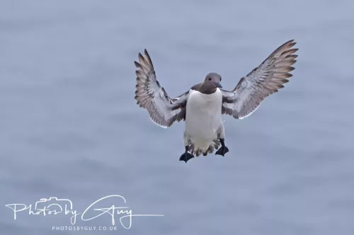 14 June 2025 - Inner Farne Isles, Northumberland-Guillimot