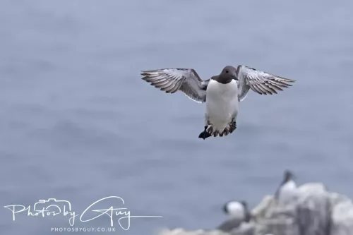 14 June 2025 - Inner Farne Isles, Northumberland-Guillimot