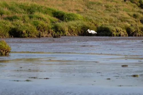 9 August 2025 - Dumfries & Galloway, Little Egret
