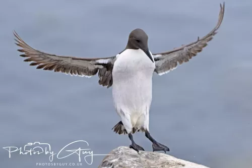14 June 2025 - Inner Farne Isles, Northumberland-Guillimot