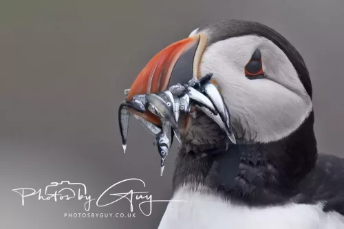 14 June 2025 - Inner Farne Isles, Northumberland-Puffins