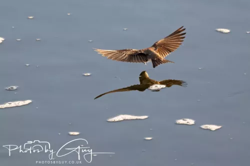 05 May 2025 - Early Morning in West Cumbria near to Seascale - Sand Martin