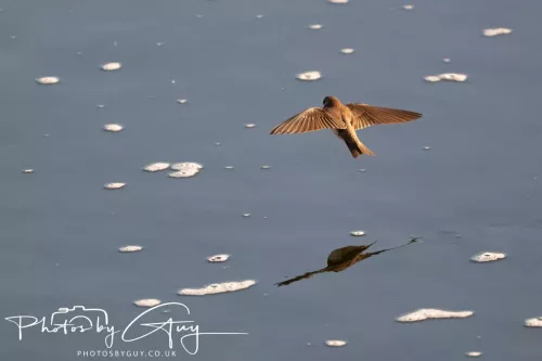 05 May 2025 - Early Morning in West Cumbria near to Seascale - Sand Martin