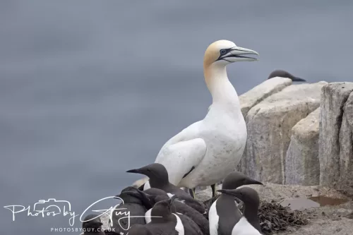 14 June 2025 - Inner Farne Isles, Northumberland-Gannet