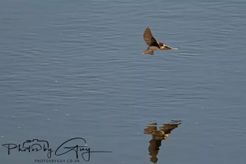 05 May 2025 - Early Morning in West Cumbria near to Seascale - Sand Martin