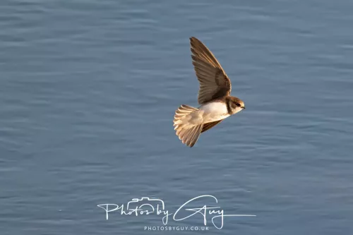 05 May 2025 - Early Morning in West Cumbria near to Seascale - Sand Martin