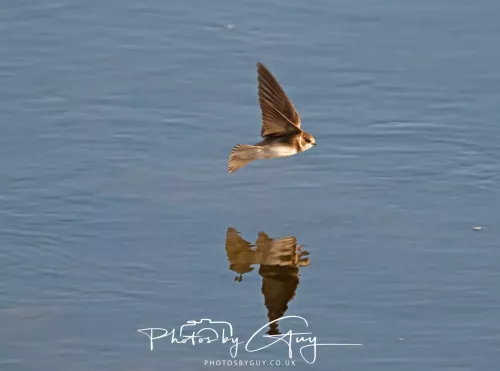 05 May 2025 - Early Morning in West Cumbria near to Seascale - Sand Martin