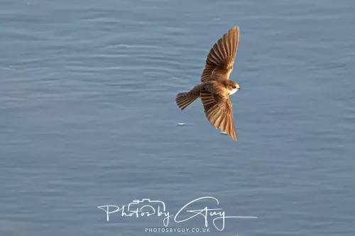 05 May 2025 - Early Morning in West Cumbria near to Seascale - Sand Martin