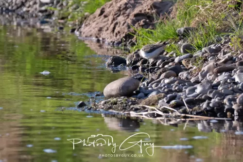 05 May 2025 - Early Morning in West Cumbria near to Seascale - Common Sandpiper