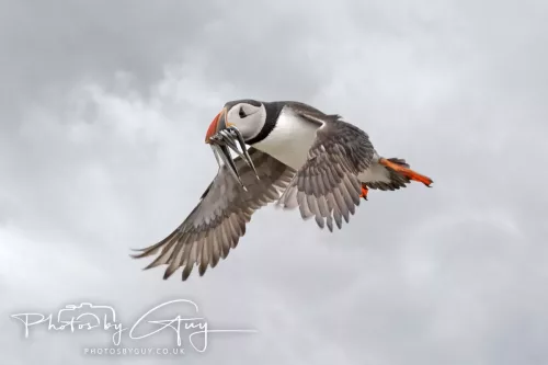 14 June 2025 - Inner Farne Isles, Northumberland-Puffins