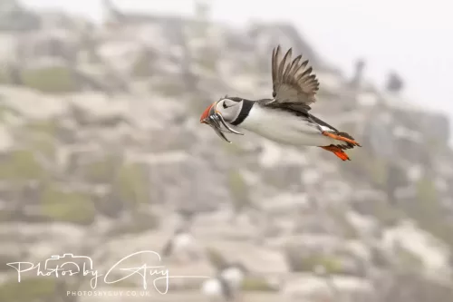 14 June 2025 - Inner Farne Isles, Northumberland-Puffins