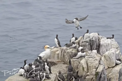 14 June 2025 - Inner Farne Isles, Northumberland-Guillimots
