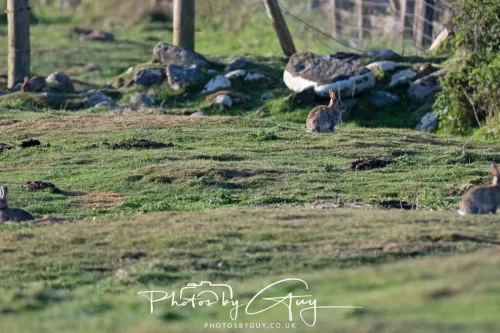 05 May 2025 - Early Morning in West Cumbria near to Seascale - Rabbits