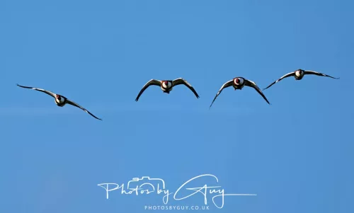 05 May 2025 - Early Morning in West Cumbria near to Seascale - Shellduck in flight
