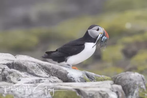 14 June 2025 - Inner Farne Isles, Northumberland-Puffin