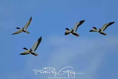05 May 2025 - Early Morning in West Cumbria near to Seascale - Shellduck in flight