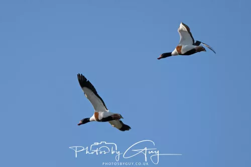 05 May 2025 - Early Morning in West Cumbria near to Seascale - Shellduck in flight