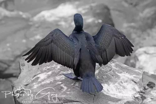 14 June 2025 - Inner Farne Isles, Northumberland-Shag
