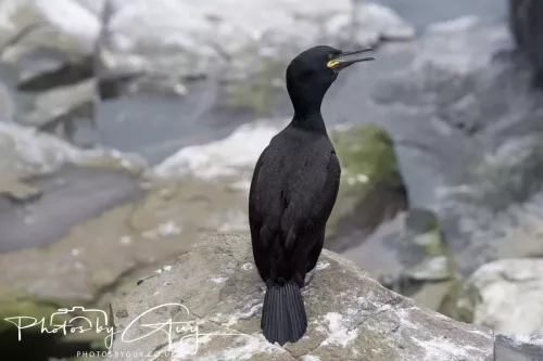 14 June 2025 - Inner Farne Isles, Northumberland Shag