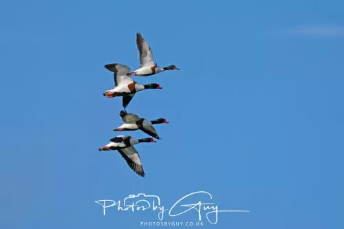 05 May 2025 - Early Morning in West Cumbria near to Seascale - Shellduck in flight