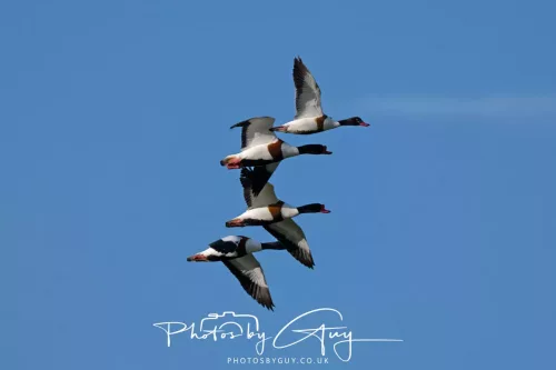05 May 2025 - Early Morning in West Cumbria near to Seascale - Shellduck in flight