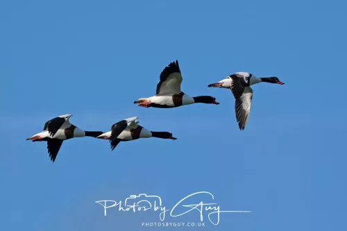 05 May 2025 - Early Morning in West Cumbria near to Seascale - Shellduck in flight