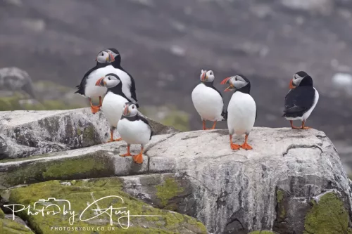14 June 2025 - Inner Farne Isles, Northumberland-Puffins