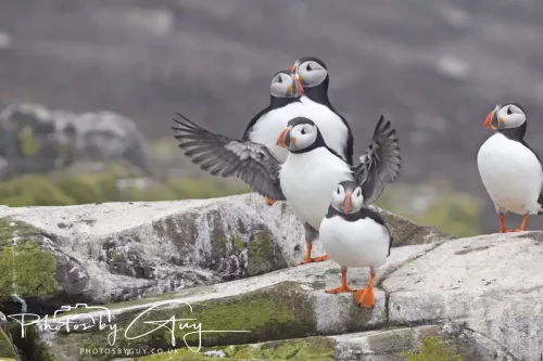 14 June 2025 - Inner Farne Isles, Northumberland-Puffins