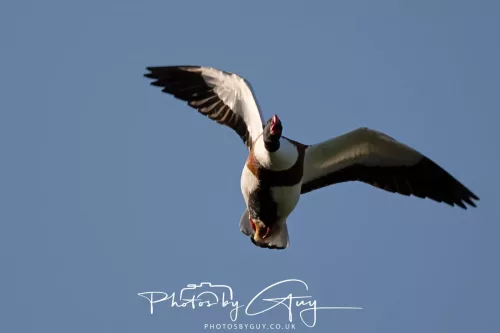 05 May 2025 - Early Morning in West Cumbria near to Seascale - Shellduck in flight