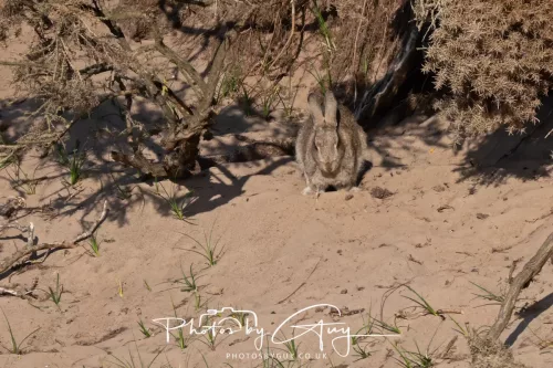 05 May 2025 - Early Morning in West Cumbria near to Seascale - Rabbts