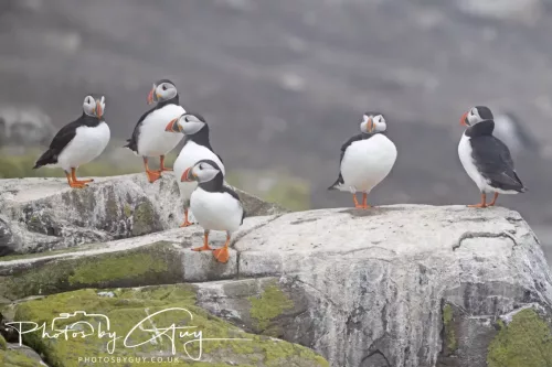 14 June 2025 - Inner Farne Isles, Northumberland-Puffins
